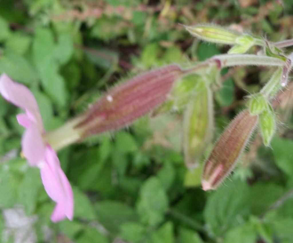 Silene dioica